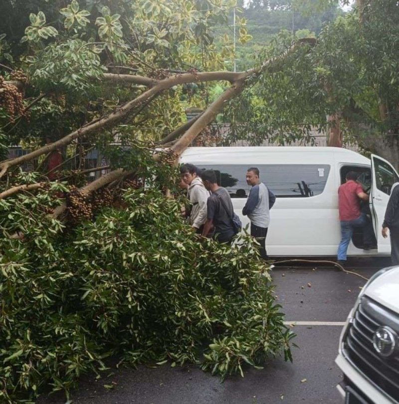 Toyota Hiace tertimpa pohon yang tumbang di kawasan Pertigaan Ngerong, Magetan, Jawa Timur, Sabtu (24/2/2024) sore. Foto:Ist