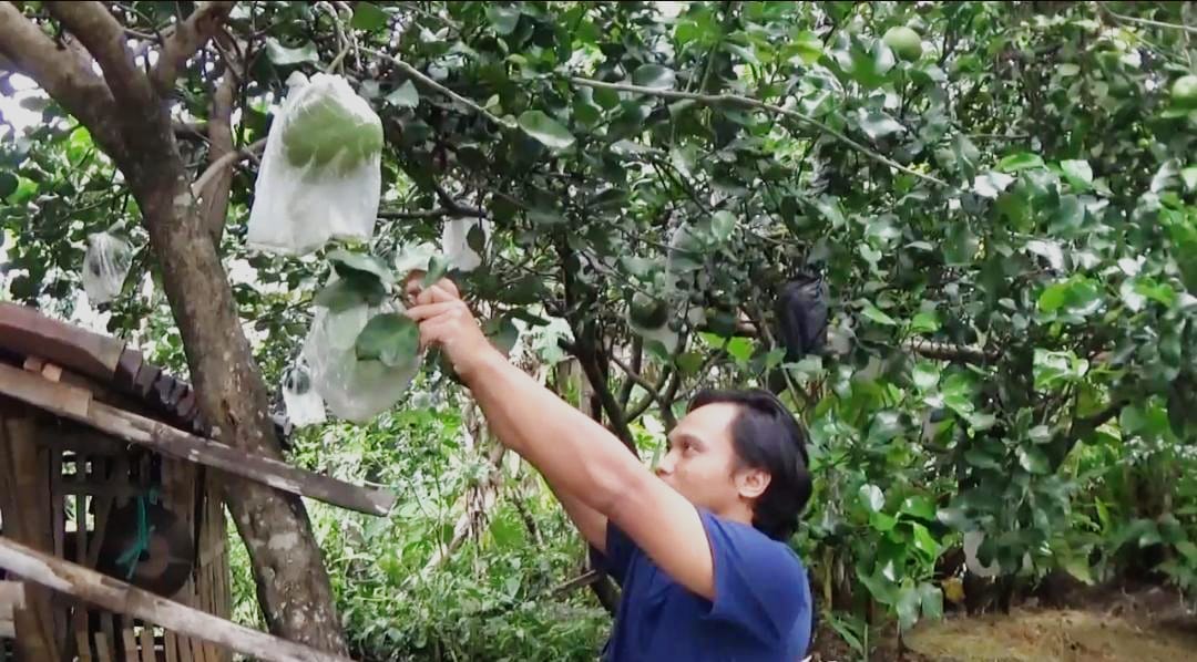 Seorang petani jeruk pamelo di Kabupaten Magetan sedang merawat komoditas yang dibudidayakannya. Foto: Ist