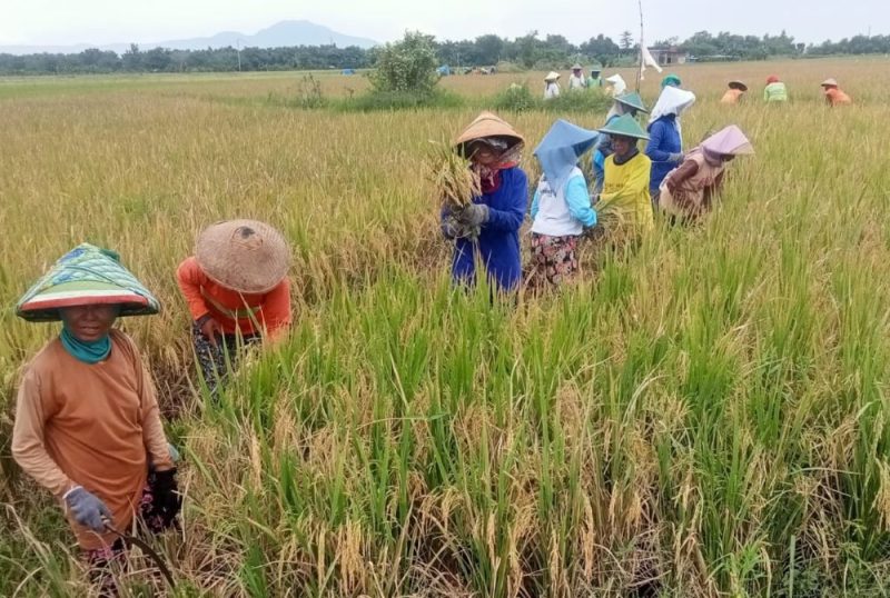 Sejumlah penjual jasa pemanen padi sedang menjalankan aktivitasnya di lahan pertanian milik petani di wilayah Kecamatan Mejayan, Kabupaten Madiun, Kamis (29/2/2024). Foto: Neumedia.id/Nofika D.Nugroho