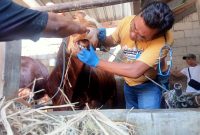 Petugas Dinas Ketahanan Pangan dan Peternakan (DKPP) Kabupaten Madiun sedang mengecek kesehatan sapi di tempat usaha pedagang hewan ternak, Selasa (11/6/2024). Foto: Neumedia.id/Nofika D.Nugroho