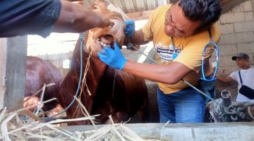 Petugas Dinas Ketahanan Pangan dan Peternakan (DKPP) Kabupaten Madiun sedang mengecek kesehatan sapi di tempat usaha pedagang hewan ternak, Selasa (11/6/2024). Foto: Neumedia.id/Nofika D.Nugroho