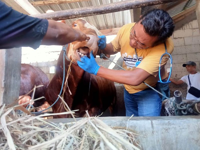 Petugas Dinas Ketahanan Pangan dan Peternakan (DKPP) Kabupaten Madiun sedang mengecek kesehatan sapi di tempat usaha pedagang hewan ternak, Selasa (11/6/2024). Foto: Neumedia.id/Nofika D.Nugroho