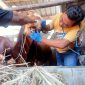 Petugas Dinas Ketahanan Pangan dan Peternakan (DKPP) Kabupaten Madiun sedang mengecek kesehatan sapi di tempat usaha pedagang hewan ternak, Selasa (11/6/2024). Foto: Neumedia.id/Nofika D.Nugroho